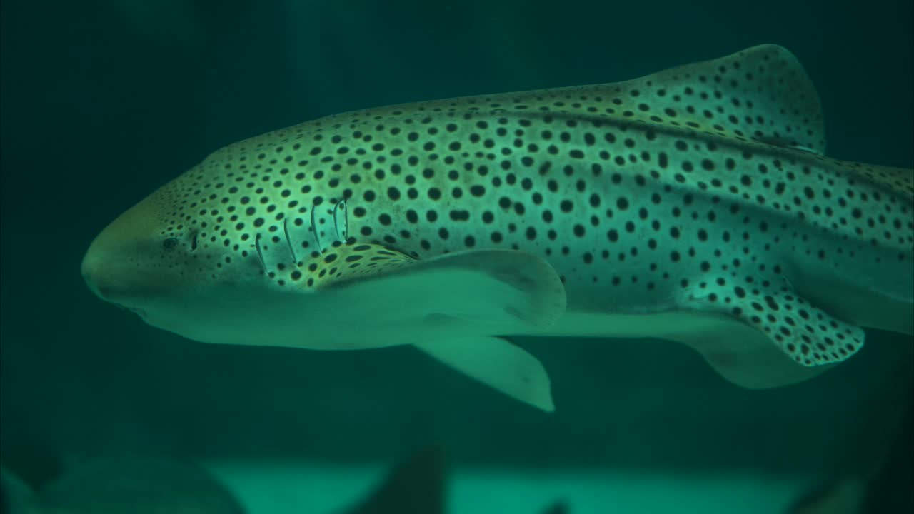 Zebrahai schwimmt langsam über dem weißen Meeresboden, verfolgende Nahaufnahme
