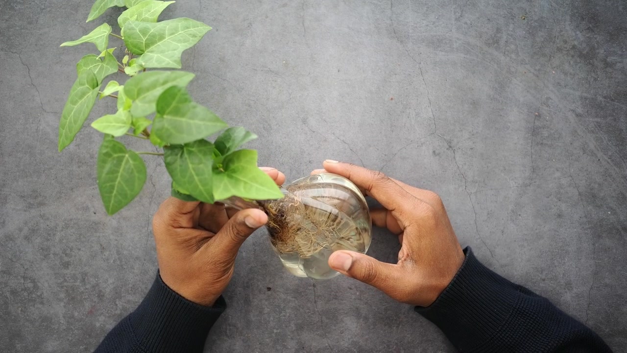 Person Holding a Small Plant in a Glass Vase