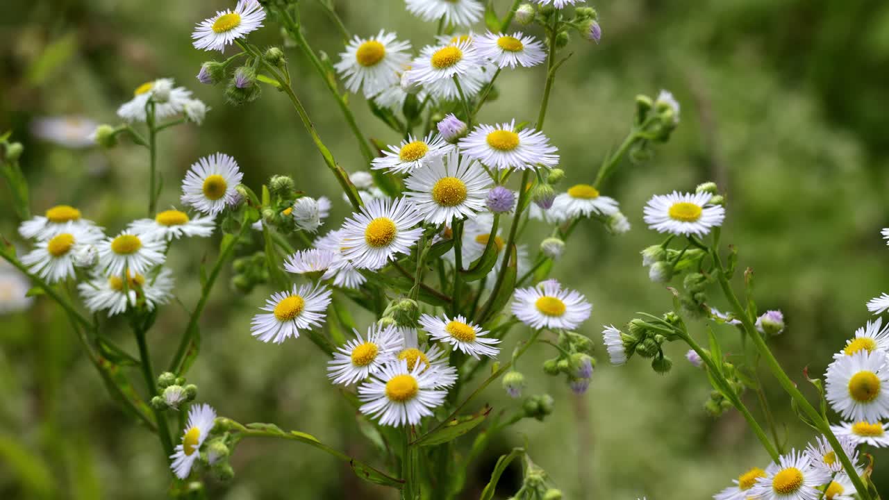 Erigeron annuus, the annual fleabane, daisy fleabane