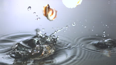 seashells falling in water