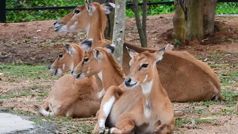 Herd-of-female-hog-deers-sitting-and-chewing-in-a-zoo