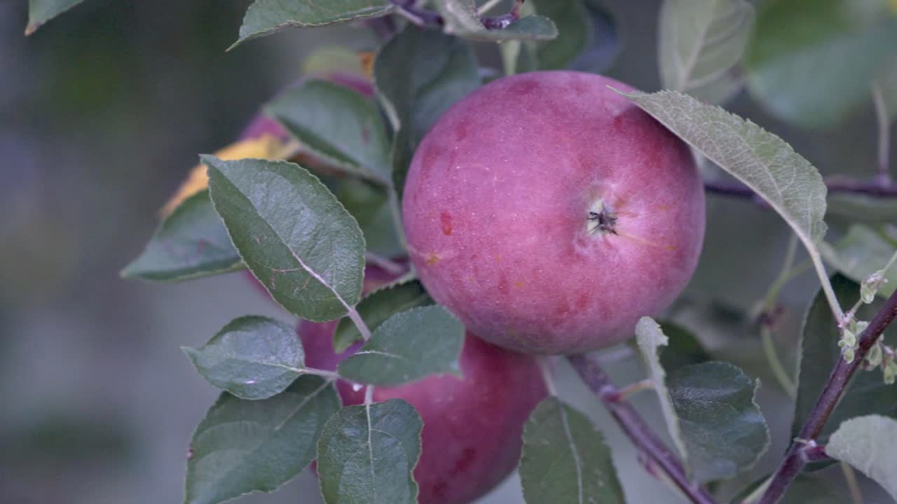 Close-up of Red Apples on a Branch
