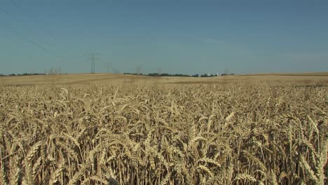 campo de trigo en magdeburger boerde, alemania