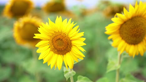 beautiful sunflowers slowly moving in the wind. big gorgeous seed flowers blossoming in the farmlands. close up. blurred backdrop.