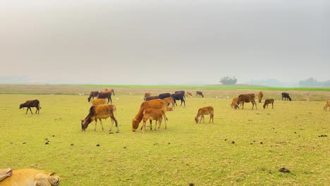 Rebaño-De-Vacas-Asiáticas-Marrones-Deambulan-Y-Pastan-Libres-En-El-Campo-Asiático,-Panorámica