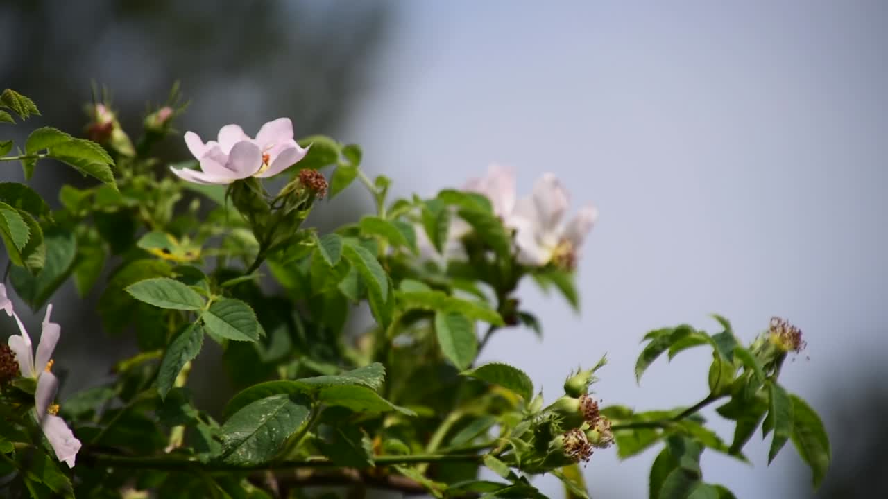 한 꽃에 두 마리의 벌
