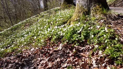 Schöne-Naturlandschaft-Im-Frühling,-Wilde-Weiße-Anemonenblumen-Im-Naturwald
