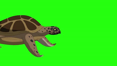 la tortuga marrón nada bajo el agua 4k chroma key