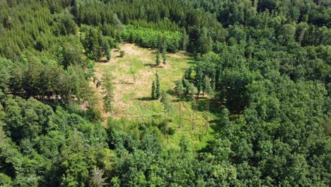 Drohnenansicht-Einer-Lichtung-Mitten-Im-Wald.-Zentraleuropa