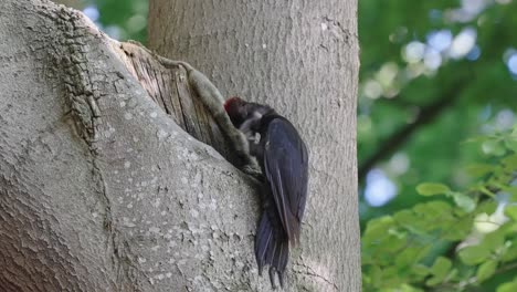 a black woodpecker perching on a tree and scratching its head - close up