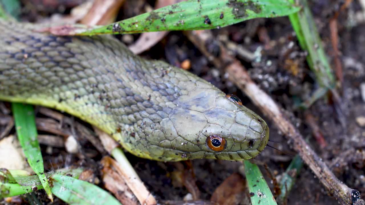 Static closeup video of a Diamondback Water Snake (Nerodia rhombifer). Camera is positioned above and from the side of the snake