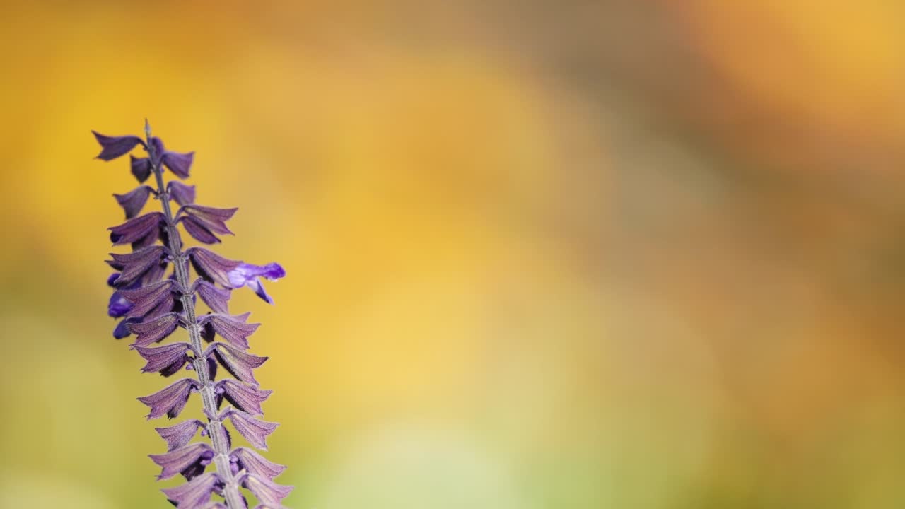 primer plano de la flor de lavanda con fondo borroso