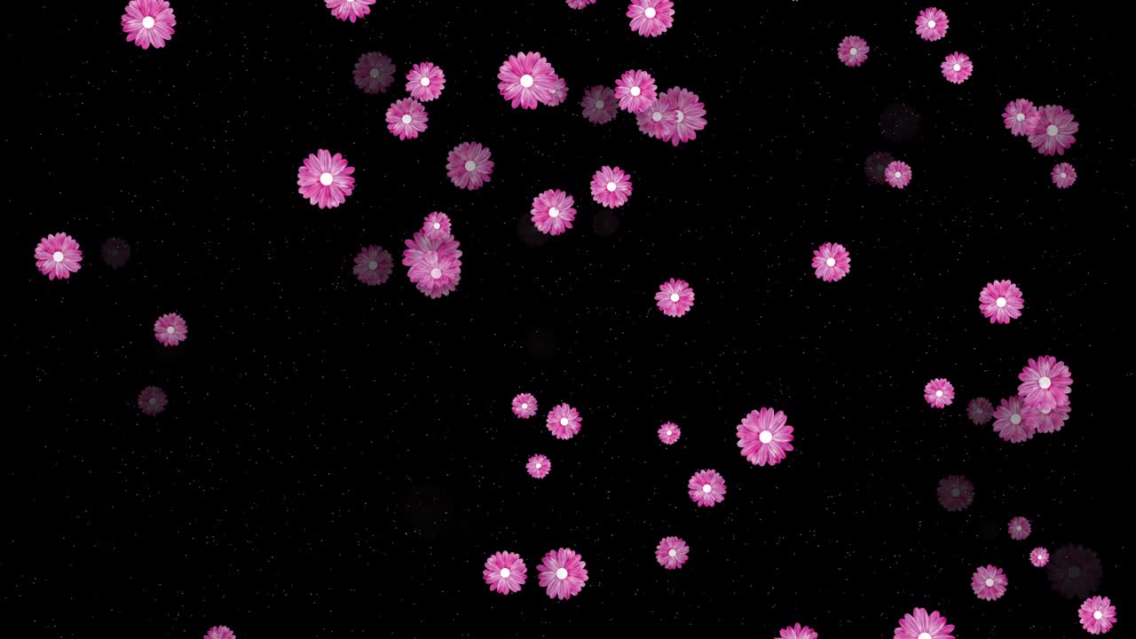 흑색 배경에 핑크색 꽃을 날아다니는 4k 추상 루프