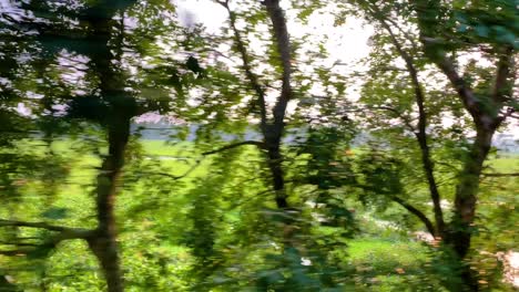 view from a moving train of a line of trees on a sunny day