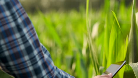 A-male-farmer-with-a-tablet-at-sunset-in-a-field-of-corn-examines-the-plants-and-using-the-application-controls-and-sends-for-analysis-data-on-the-successful-harvest.