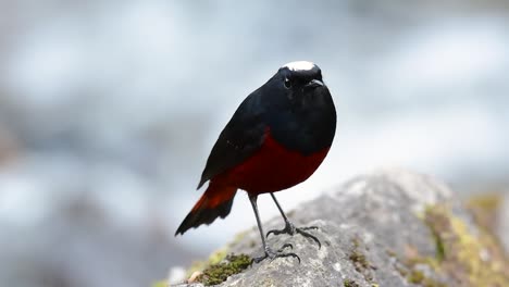 el colirrojo de cabeza blanca es conocido por su hermosa corona blanca, alas de color azul oscuro negruzco y marrón debajo de las plumas y su cola comienza con rojo