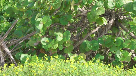 colorful green sea grape plants and yellow flowers swaying in the breeze landscape