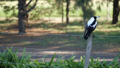 australian magpie bird sitting still on a barbwire fence