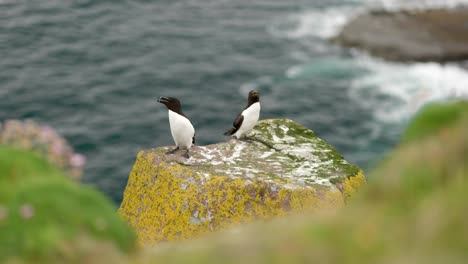 Un-Razorbill-Vuela-Desde-El-Mar-Para-Aterrizar-Junto-A-Otro-Razorbill-Que-Está-Sentado-En-Un-Acantilado-En-Una-Colonia-De-Aves-Marinas-Con-El-Océano-Turquesa-Al-Fondo-En-La-Isla-De-Handa,-Escocia