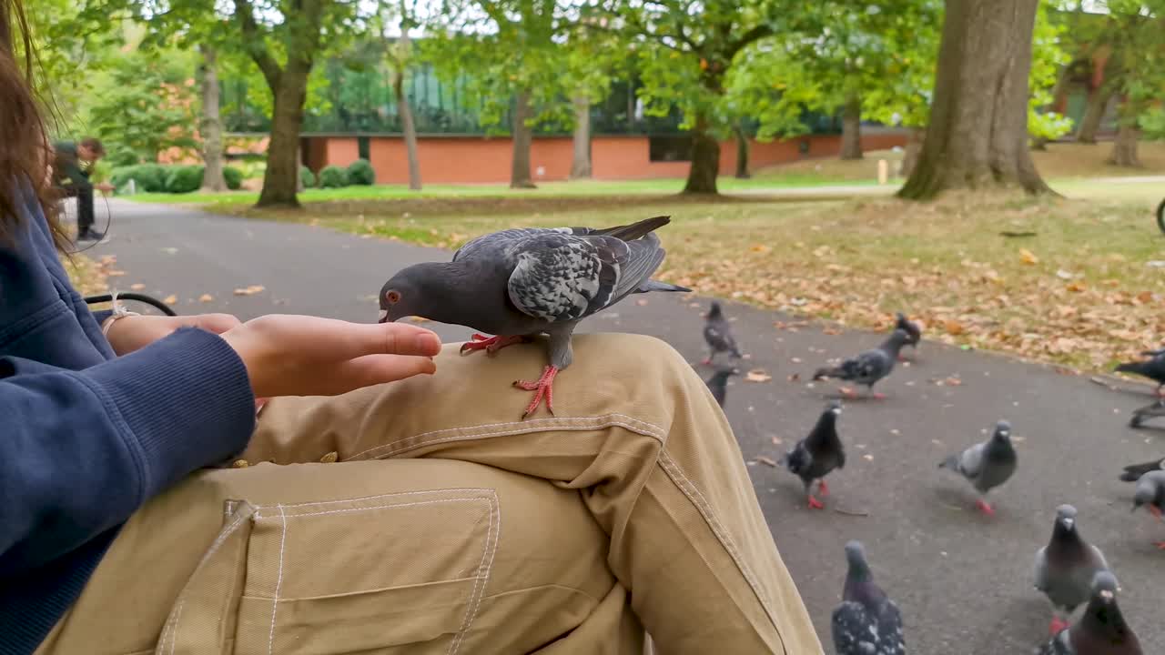 una niña se sienta en un banco del parque durante el otoño alimentando palomas en su regazo mientras está rodeada por otras palomas que alimentan