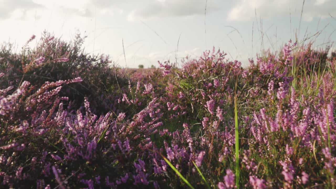 Lila Heidefeld in voller Blüte