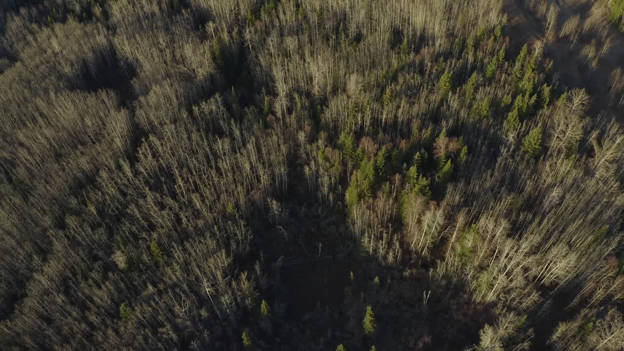 una toma de avión no tripulado en movimiento y en órbita del sendero pidherny y el bosque foothills durante los meses de verano en prince george, norte de columbia británica