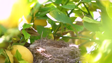 Echte-Drossel-Im-Nest-Mit-Eiern-Füttern-Babys