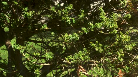 the sun hitting a bush just right in summer