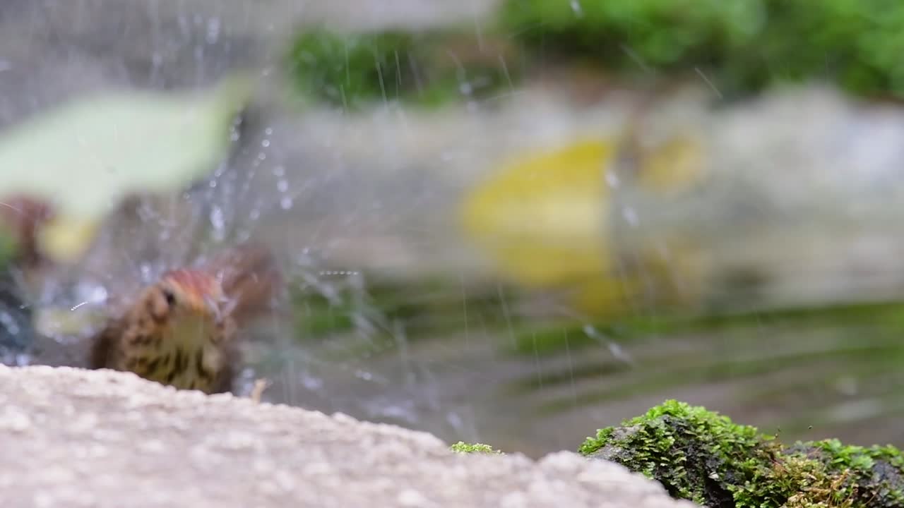 Puff-throated Babbler grooming after a bath in the forest during a hot day, Pellorneum ruficeps, Original Speed