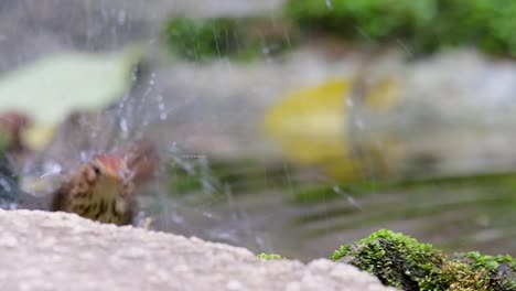 Puff-throated-Babbler-grooming-after-a-bath-in-the-forest-during-a-hot-day,-Pellorneum-ruficeps,-Original-Speed