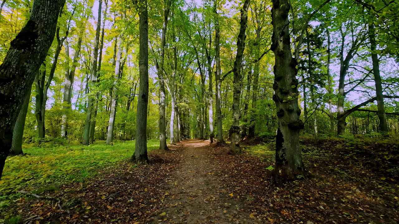 View of a rainforest alley during daytime. Green foliage.