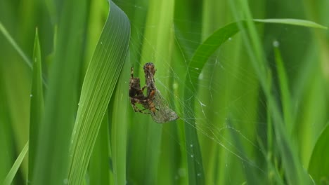 spider eating dragonfly - rice grass - cool