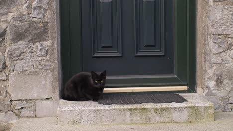 Schwarze-Katze-Blickt-In-Die-Kamera-Und-Sitzt-Auf-Der-Stufe-Einer-Grünen-Tür-Und-Einer-Ziegelwand