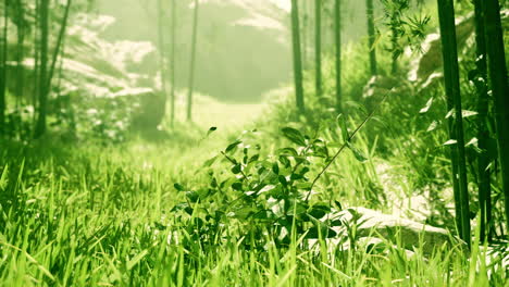 peaceful bamboo forest path