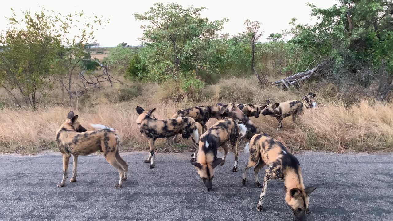 Family pack of African Wild Dogs are roadside in Kruger National Park