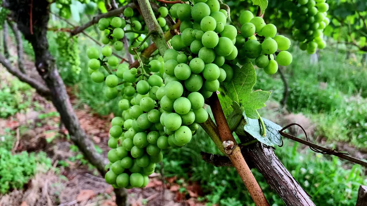하고, 맛있고, 포도나무 위에 단단히 배열된, 신선한 녹색 포도 어리