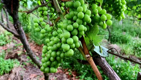 un racimo de uvas verdes frescas, gordas, jugosas y bien dispuestas en la vid