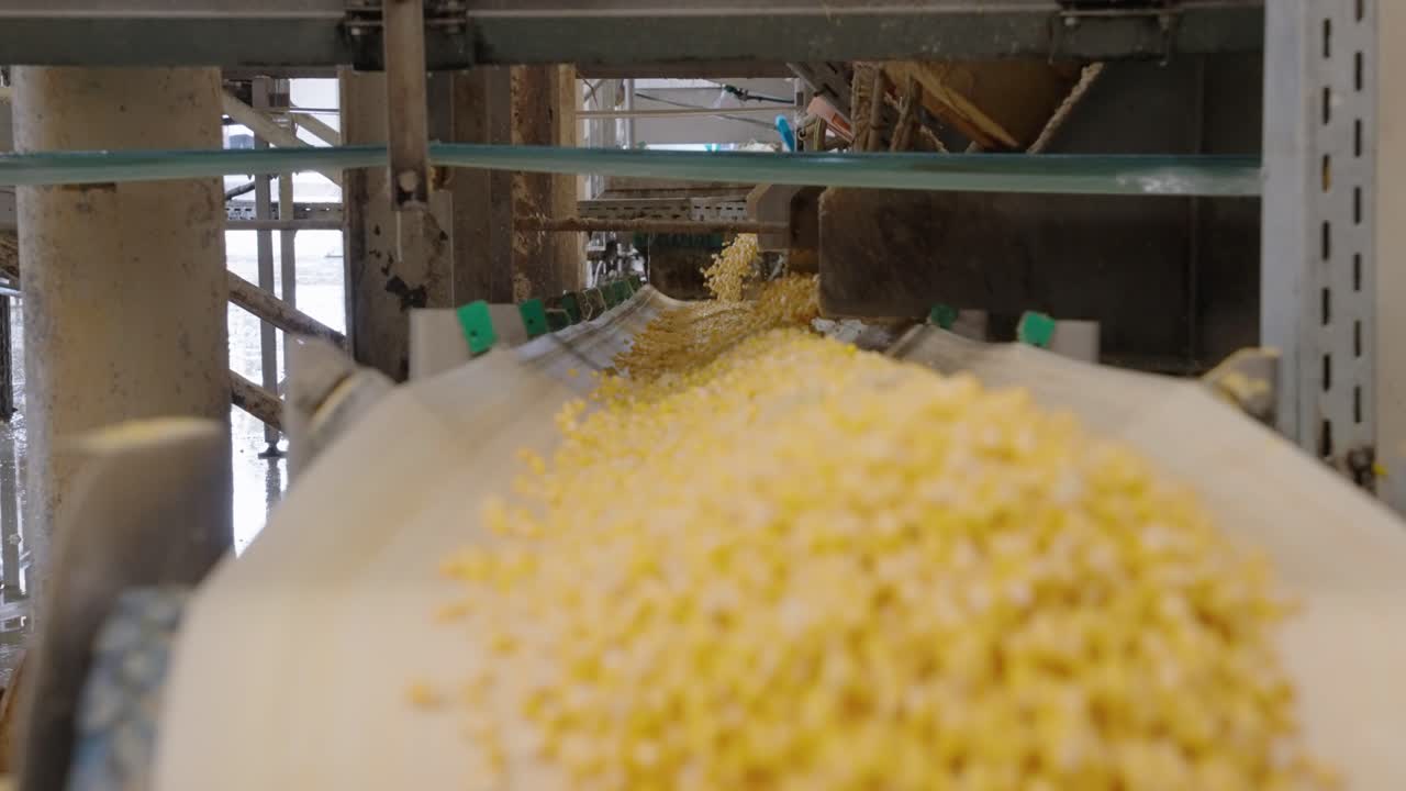 Corn kernels on a conveyor belt