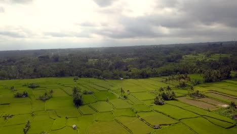 clouds over bali green ricefield