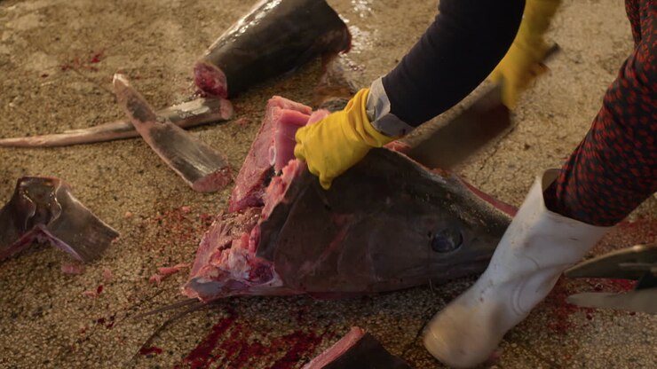 Mano di donna con guanti gialli che taglia la testa di un grande salmone keta al porto peschereccio di Tho Quang, Vietnam