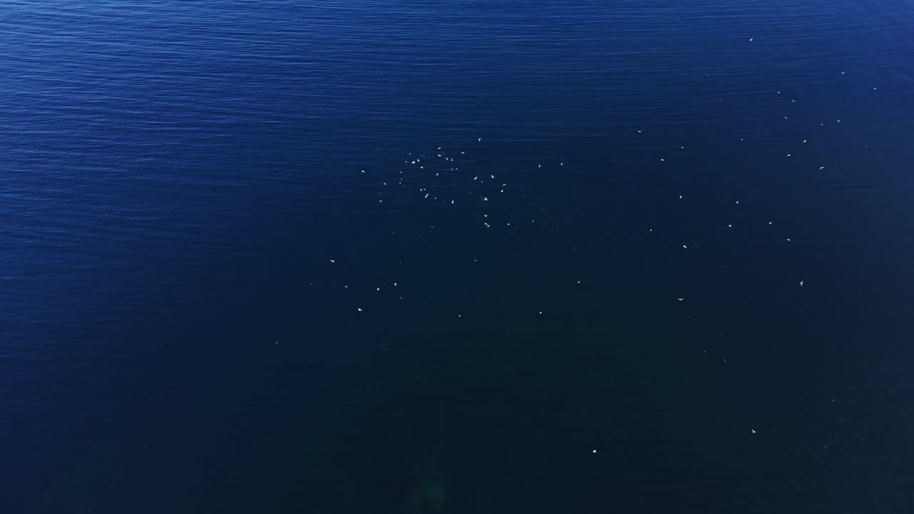 Seabirds gathering over dark blue ocean water in aerial view at sunrise
