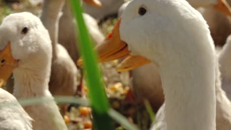 a close up shot of a duck's head, capturing its detailed features and vibrant orange beak