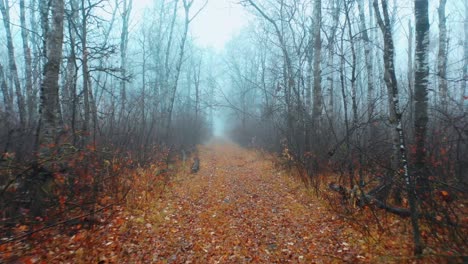 slow shot down a misty trail with autumn leaves on the ground