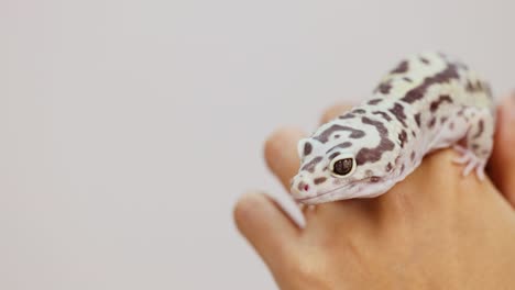 a spotted gecko moves across a person's hand in soft lighting, showcasing its unique patterns and gentle interaction