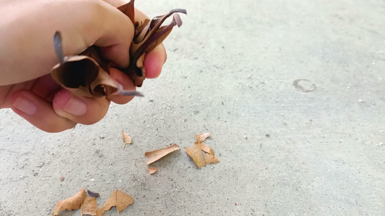 마른 잎을 압축하는 손의 가까운