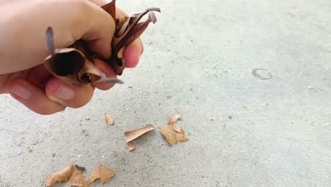 cerca de las manos apretando hojas secas