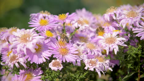 close up of honey bee around flowers in slow motion