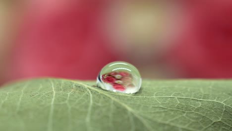 extreme close up of single droplet of water landing on leaf