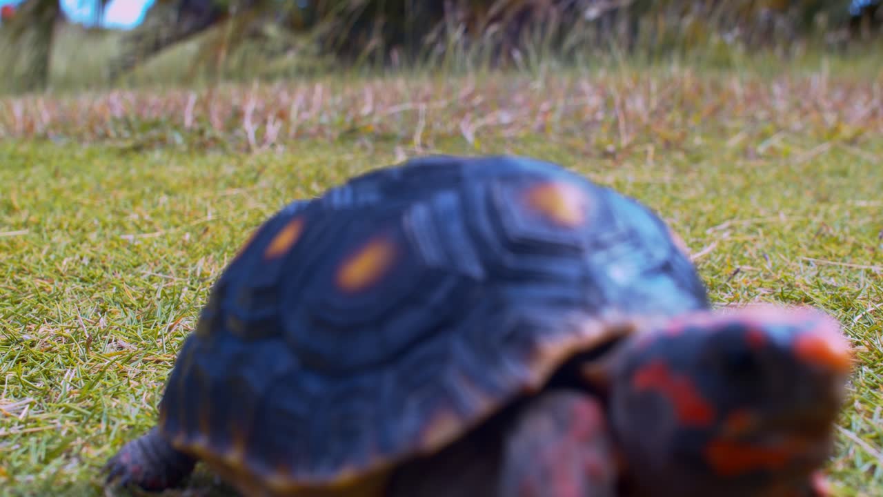 Red Footed Tortise walking on grass towards camera then walks out of frame