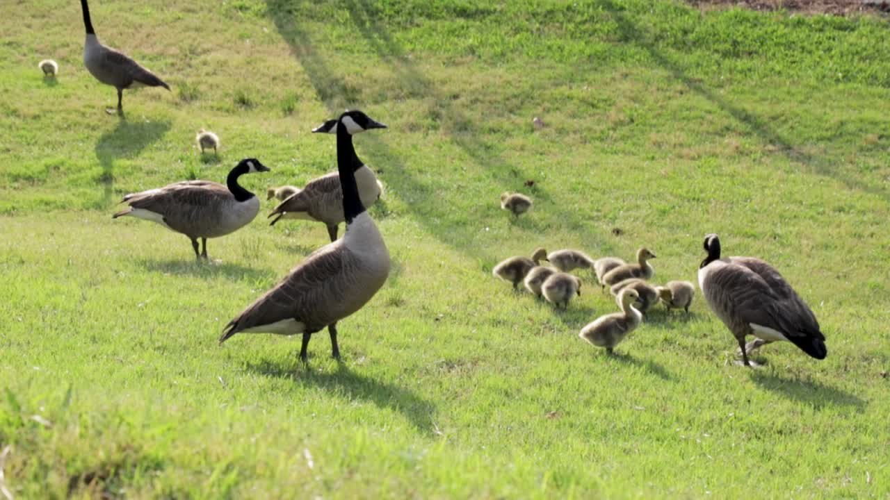Canada Geese Family with Goslings Walking on Grass